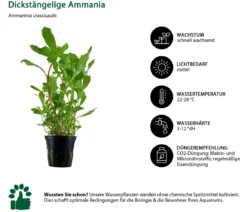 Dehner Aqua Aquarienpflanzen-Set Einsteiger 212, 5-teilig