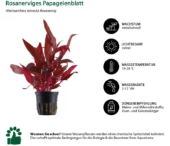 Dehner Aqua Aquarienpflanzen-Set Einsteiger 212, 5-teilig