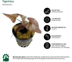 Dehner Aqua Aquarienpflanzen-Set für Nano-Aquarien, 10-teilig