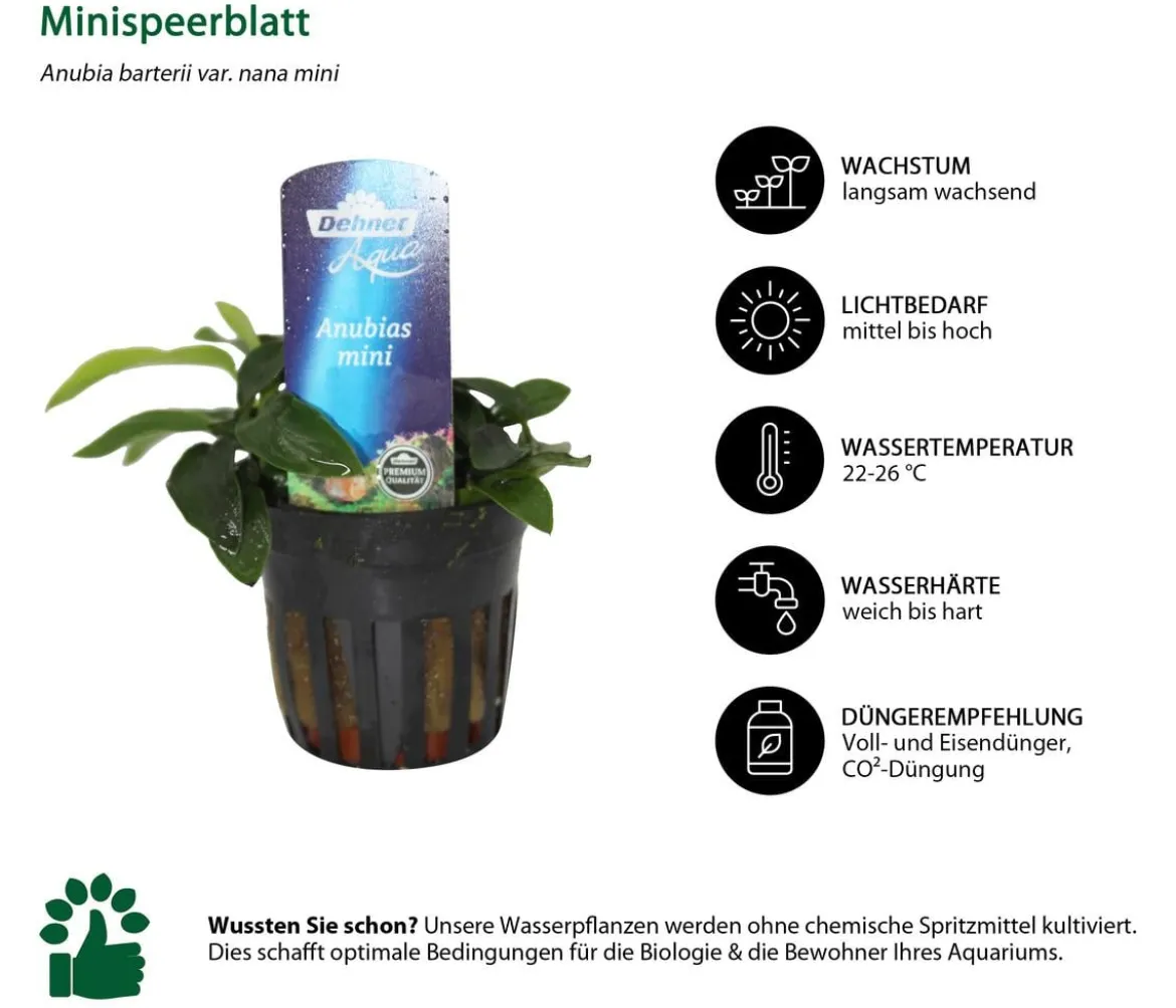 Dehner Aqua Aquarienpflanzen-Set für Nano-Aquarien, 10-teilig