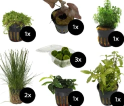 Dehner Aqua Aquarienpflanzen-Set für Nano-Aquarien, 10-teilig