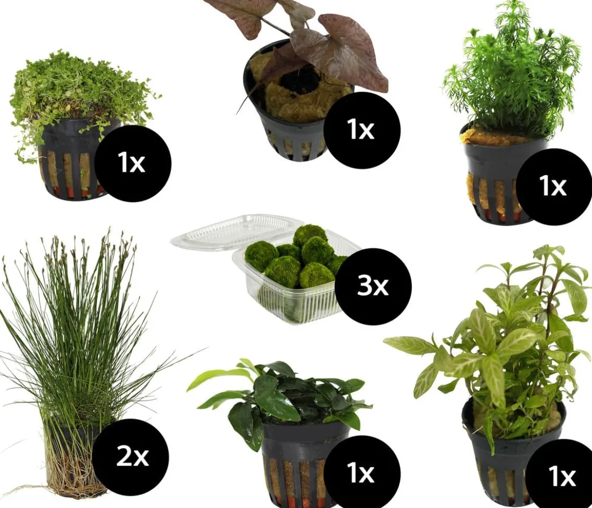 Dehner Aqua Aquarienpflanzen-Set für Nano-Aquarien, 10-teilig