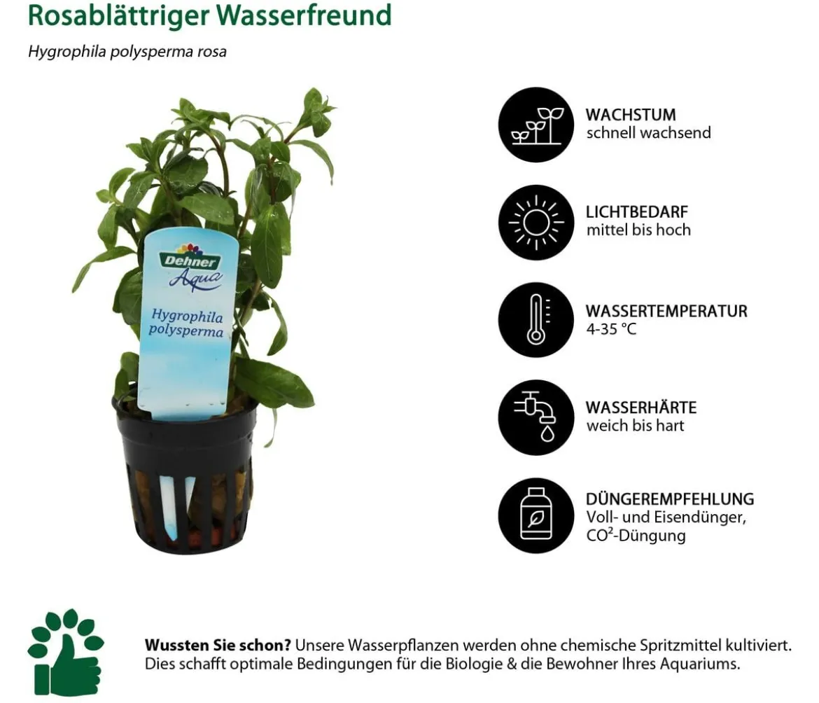 Dehner Aqua Aquarienpflanzen-Set für Nano-Aquarien, 10-teilig