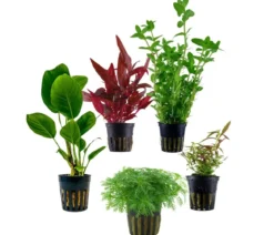 Dehner Aqua Aquarienpflanzen-Set Einsteiger 219, 5-teilig