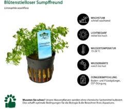 Dehner Aqua Blütenstielloser Sumpffreund - Limnophila sessiliflora
