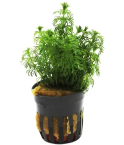 Dehner Aqua Blütenstielloser Sumpffreund - Limnophila sessiliflora