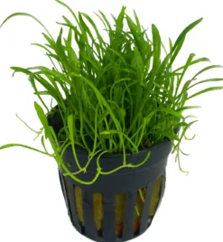 Dehner Aqua Brasilianische Graspflanze - Lilaeopsis brasiliensis