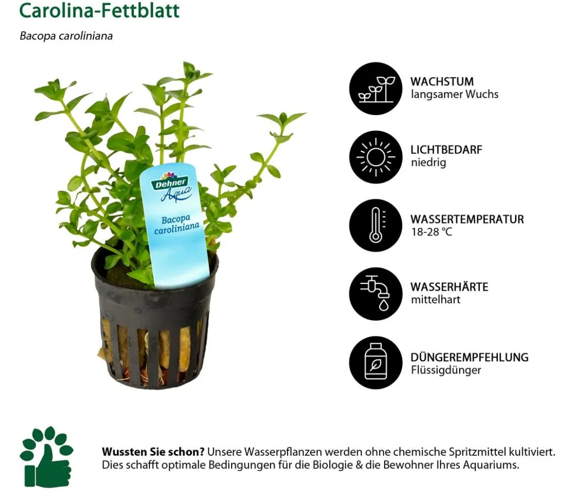 Dehner Aqua Carolina-Fettblatt - Bacopa caroliniana