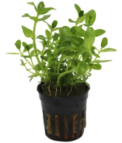 Dehner Aqua Carolina-Fettblatt - Bacopa caroliniana