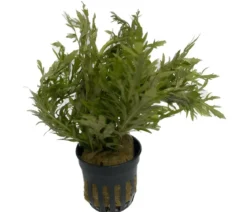 Dehner Aqua Indischer Wasserwedel - Hygrophila difformis
