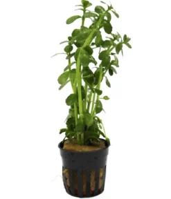 Dehner Aqua Kleines Fettblatt - Bacopa crenta monnierii