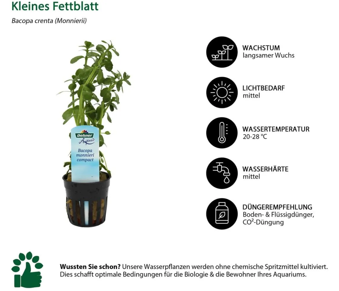 Dehner Aqua Kleines Fettblatt - Bacopa crenta monnierii