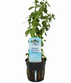 Dehner Aqua Kleines Fettblatt - Bacopa crenta monnierii