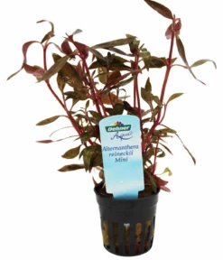 Dehner Aqua Kleines Papageienblatt - Alternanthera reineckii