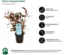 Dehner Aqua Kleines Papageienblatt - Alternanthera reineckii
