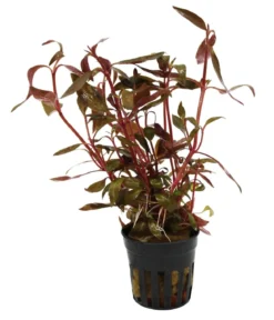 Dehner Aqua Kleines Papageienblatt - Alternanthera reineckii