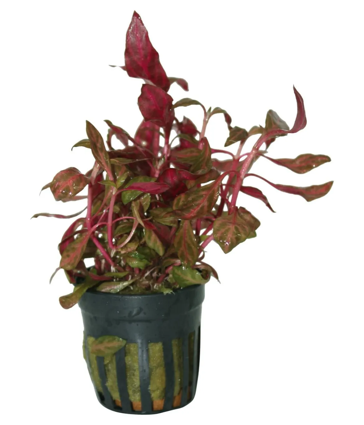 Dehner Aqua Kleines rosanerviges Papageienblatt - Alternanthera Reineckii rosanervig