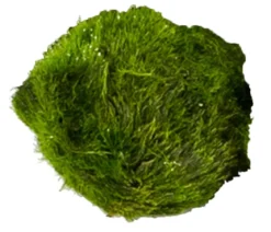 Dehner Aqua Mooskugel - Aegagropila linnaei