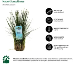 Dehner Aqua Nadel-Sumpfbinse - Eleocharis acicularis