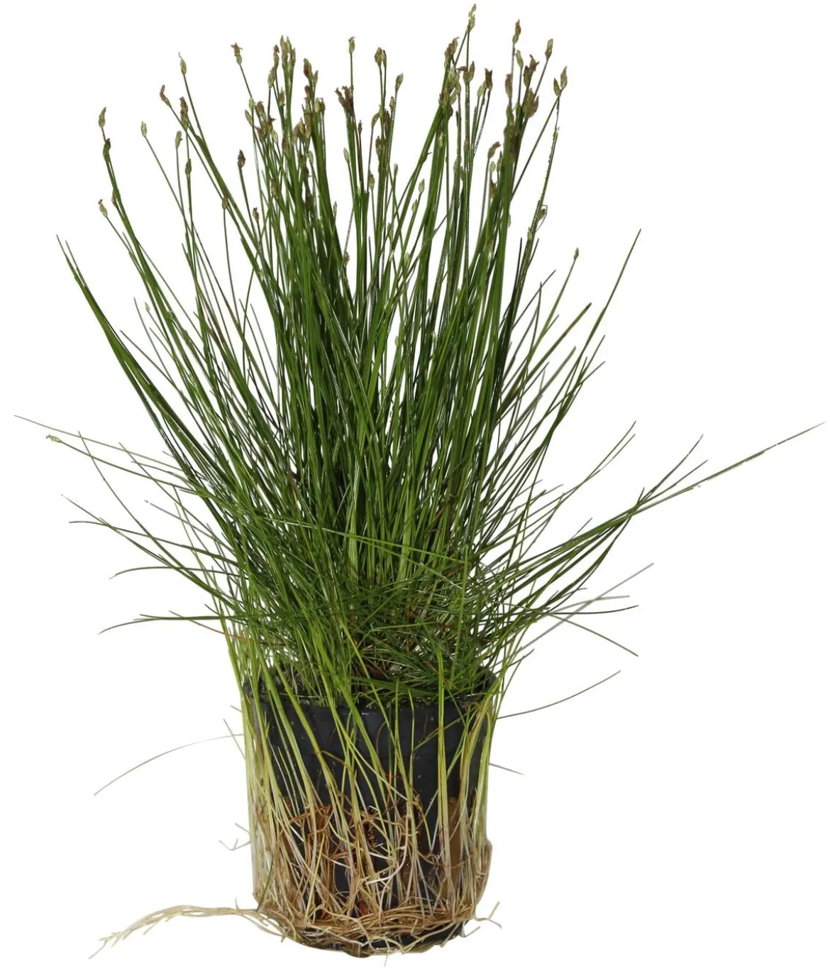 Dehner Aqua Nadel-Sumpfbinse - Eleocharis acicularis