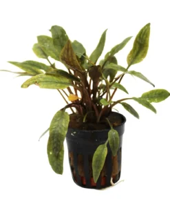 Dehner Aqua Petchs Wasserkelch - Cryptocoryne Petchii