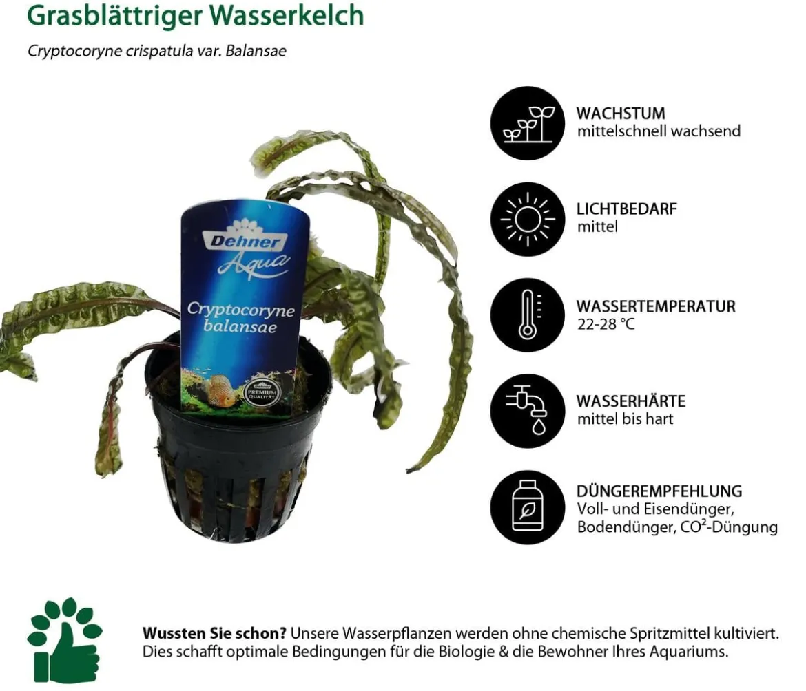 Dehner Aqua Premium Aquarienpflanzen-Set Premium, 15-teilig