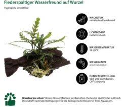 Dehner Aqua Premium Aquarienpflanzen-Set für JUWEL® AQUARIUM Rio 180 LED, 37-teilig