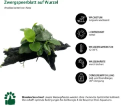 Dehner Aqua Premium Aquarienpflanzen-Set für Dehner Aqua Premium ProLine 100, 31-teilig