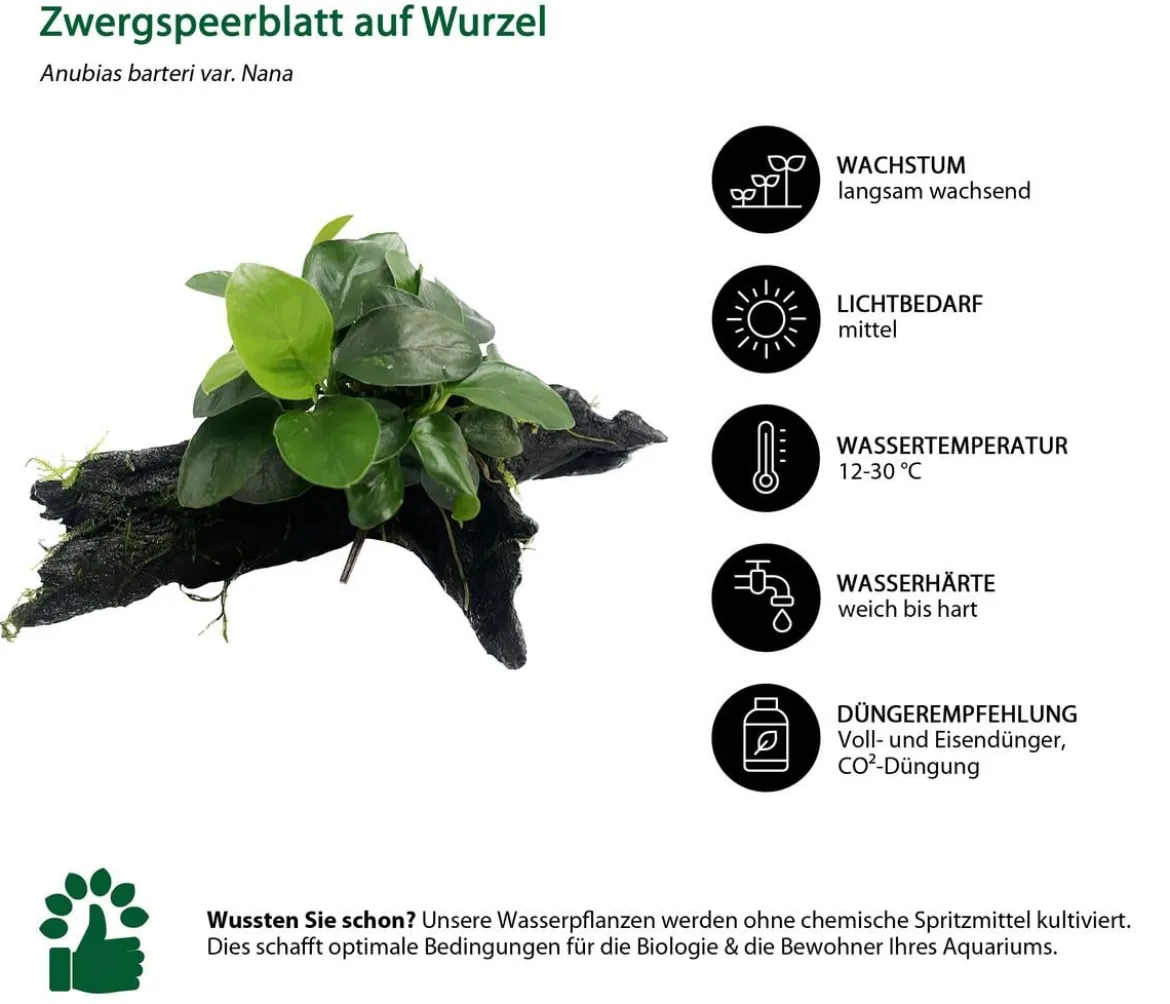 Dehner Aqua Premium Aquarienpflanzen-Set für Dehner Aqua Premium ProLine 100, 31-teilig