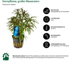 Dehner Aqua Premium Aquarienpflanzen-Set für Dehner Aqua Premium ProLine 100, 31-teilig