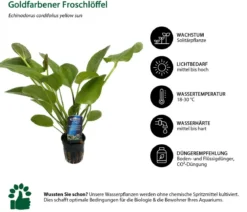 Dehner Aqua Premium Aquarienpflanzen-Set Echinodorus-Mix, 8-teilig