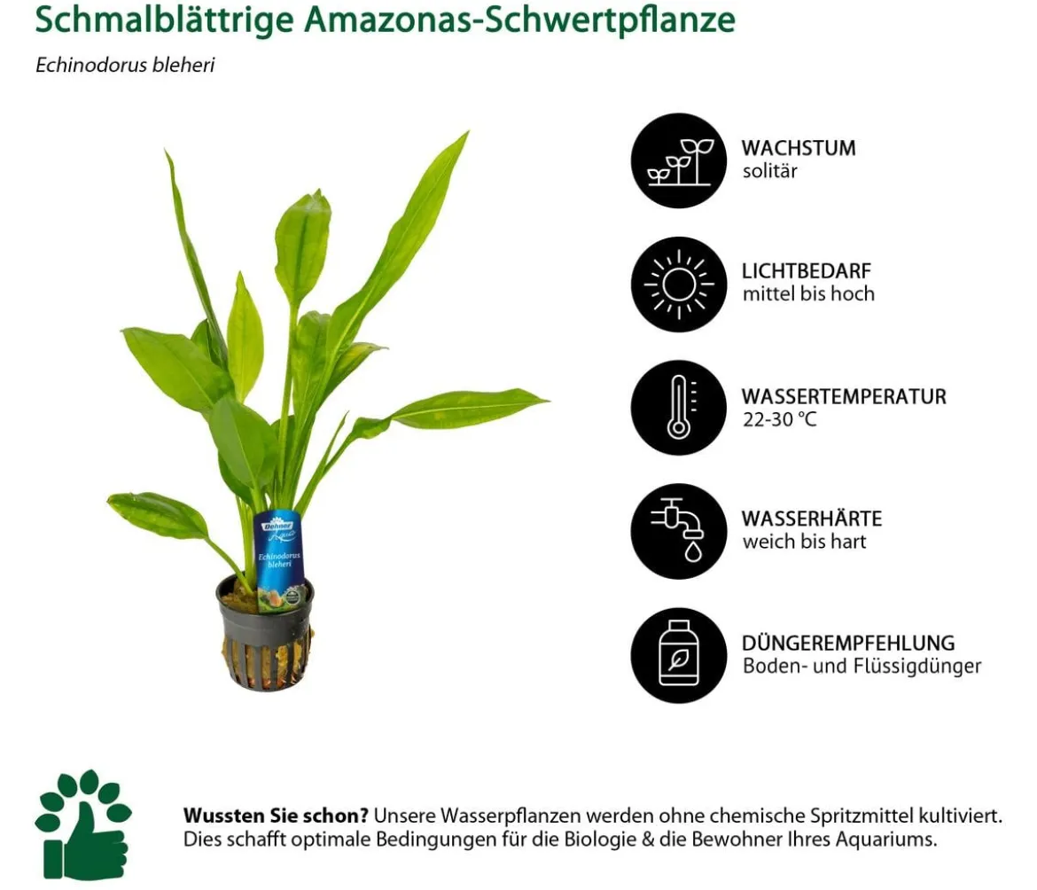 Dehner Aqua Premium Aquarienpflanzen-Set Echinodorus-Mix, 8-teilig