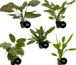 Dehner Aqua Premium Aquarienpflanzen-Set Echinodorus-Mix, 8-teilig