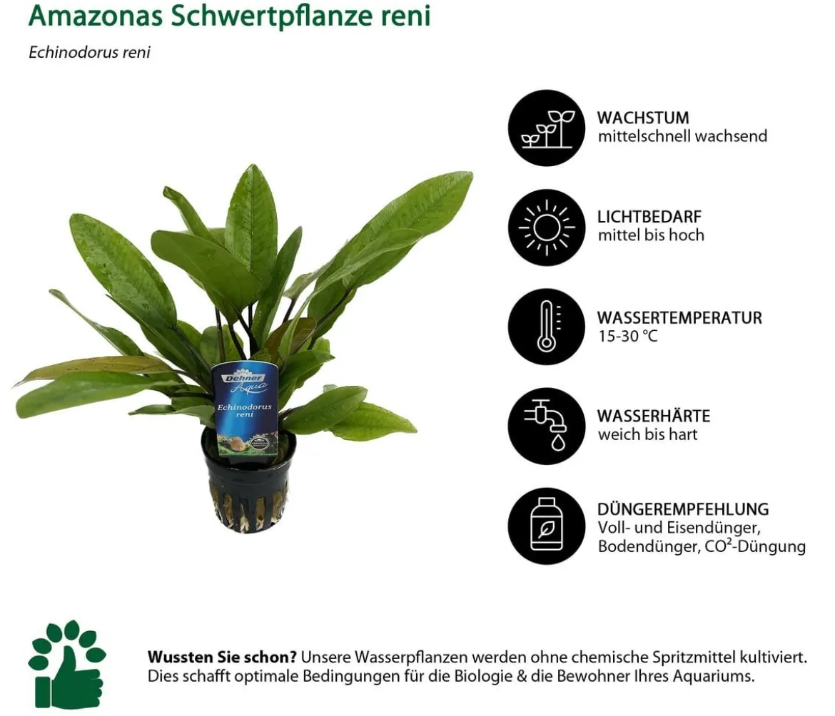 Dehner Aqua Premium Aquarienpflanzen-Set Echinodorus-Mix, 8-teilig