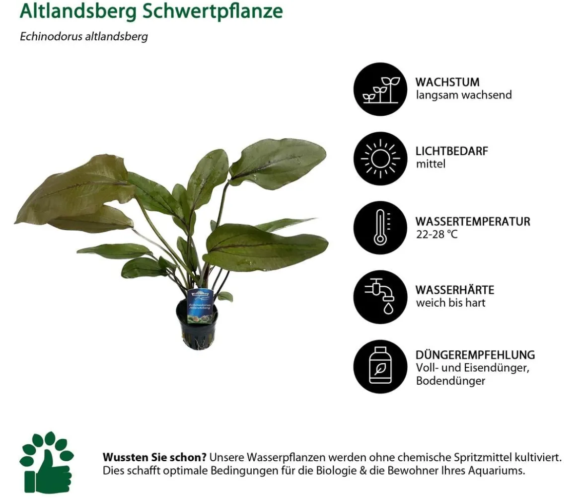 Dehner Aqua Premium Aquarienpflanzen-Set Echinodorus-Mix, 8-teilig