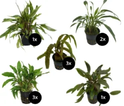 Dehner Aqua Premium Aquarienpflanzen-Set Cryptocorynen-Mix, 10-teilig