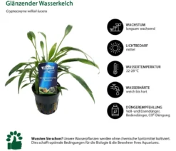 Dehner Aqua Premium Aquarienpflanzen-Set Cryptocorynen-Mix, 10-teilig