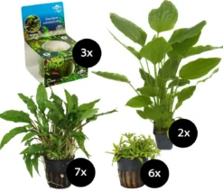 Dehner Aqua Premium Aquarienpflanzen-Set für JUWEL® AQUARIUM Lido 120 LED, 18-teilig