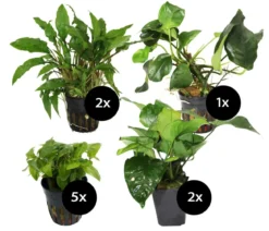 Dehner Aqua Premium Aquarienpflanzen-Set für Dehner Aqua Start 60, 10-teilig