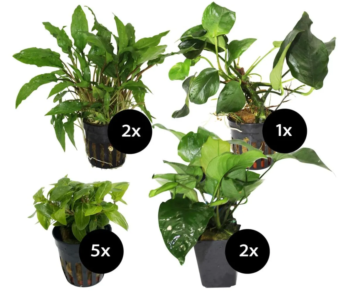 Dehner Aqua Premium Aquarienpflanzen-Set für Dehner Aqua Start 60, 10-teilig