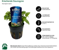 Dehner Aqua Premium Aquarienpflanzen-Set Vordergrund- & Bodendeckerpflanzen im Topf, 12-teilig