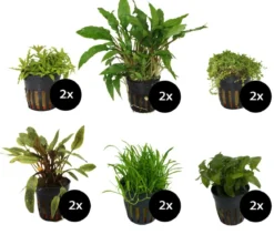 Dehner Aqua Premium Aquarienpflanzen-Set Vordergrund- & Bodendeckerpflanzen im Topf, 12-teilig
