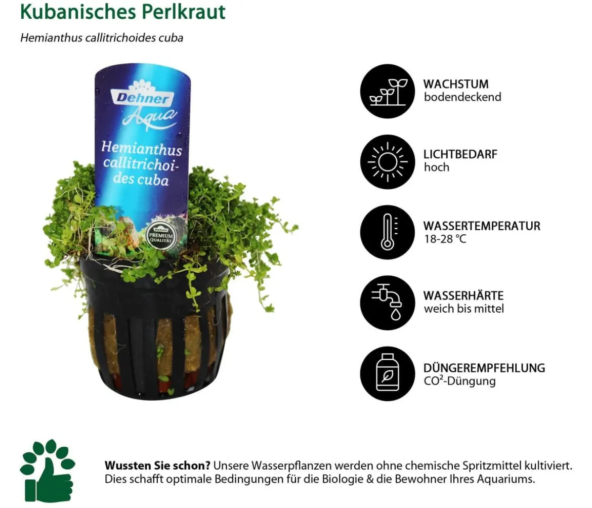 Dehner Aqua Premium Aquarienpflanzen-Set Vordergrund- & Bodendeckerpflanzen im Topf, 12-teilig