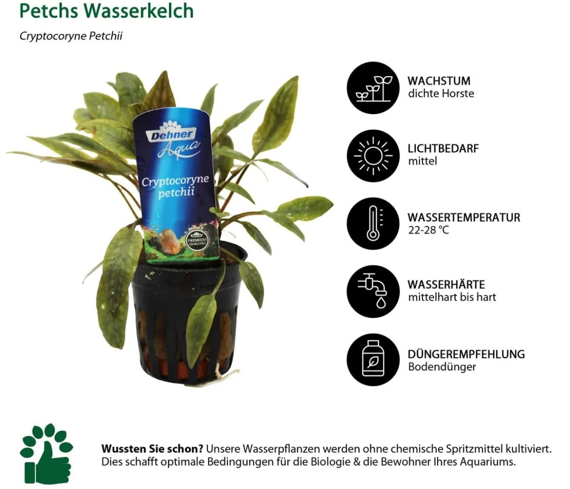 Dehner Aqua Premium Aquarienpflanzen-Set Vordergrund- & Bodendeckerpflanzen im Topf, 12-teilig