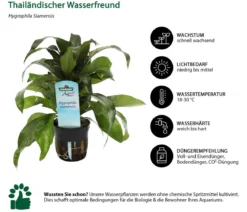 Dehner Aqua Premium Aquarienpflanzen-Set für JUWEL® AQUARIUM Rio 125 LED, 17-teilig