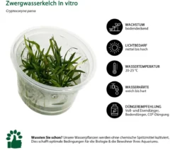 Dehner Aqua Premium Aquarienpflanzen-Set Vordergrund- & Bodendeckerpflanzen In vitro, 10-teilig