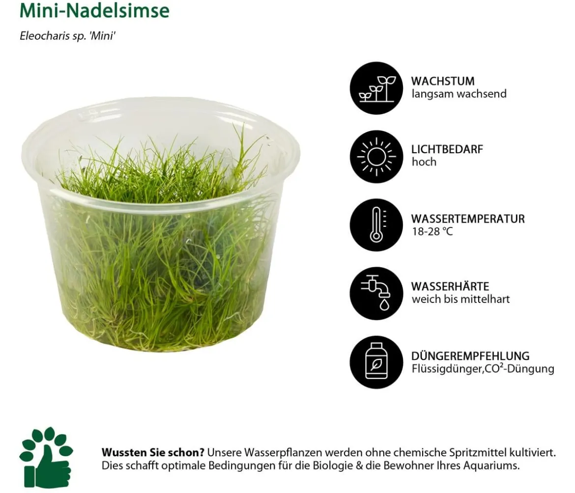 Dehner Aqua Premium Aquarienpflanzen-Set Vordergrund- & Bodendeckerpflanzen In vitro, 10-teilig