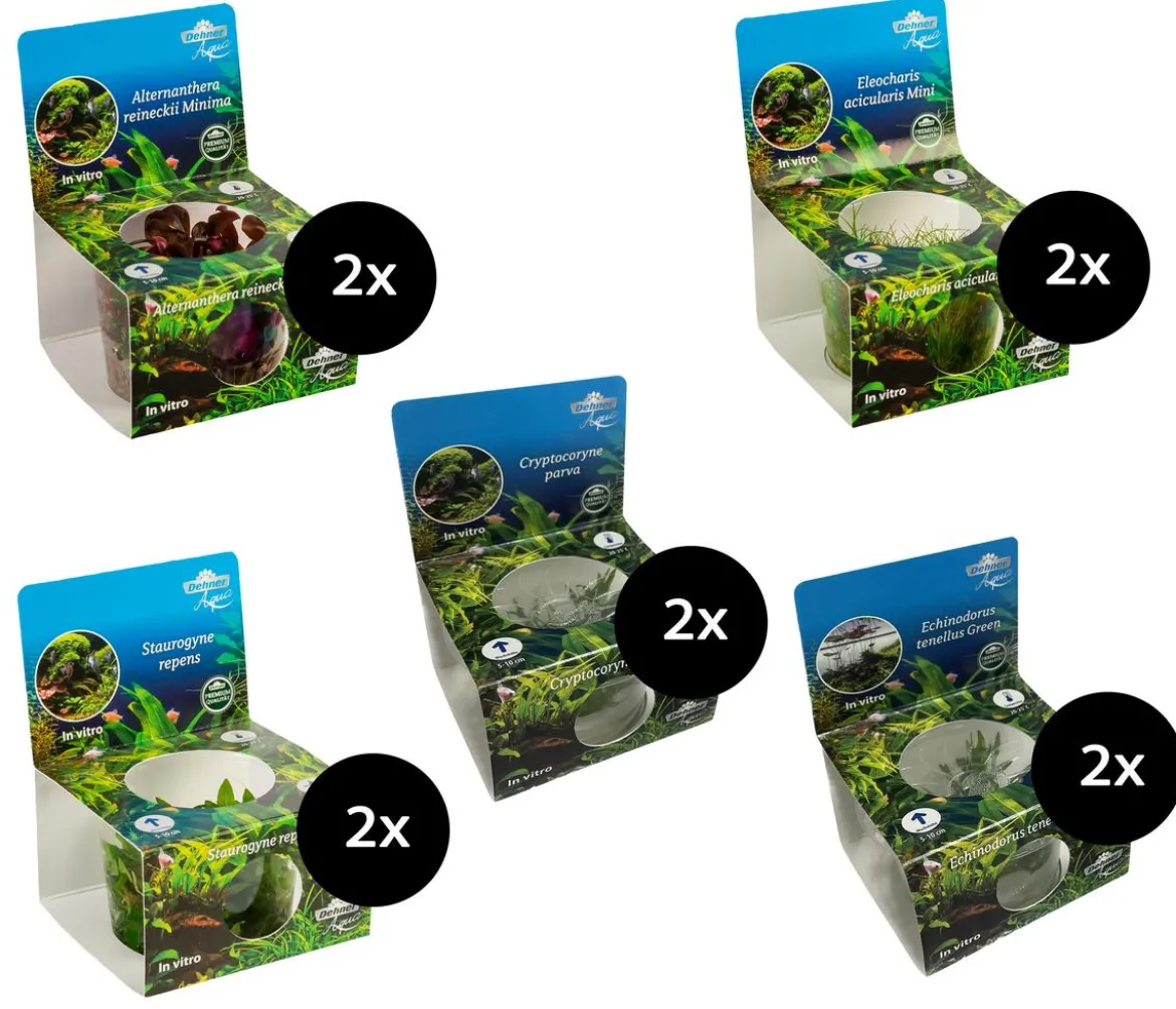 Dehner Aqua Premium Aquarienpflanzen-Set Vordergrund- & Bodendeckerpflanzen In vitro, 10-teilig