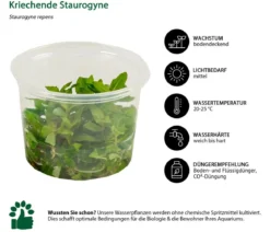 Dehner Aqua Premium Aquarienpflanzen-Set Vordergrund- & Bodendeckerpflanzen In vitro, 10-teilig