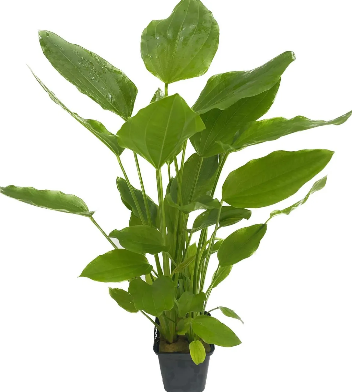 Dehner Aqua Premium Argentinischer Froschlöffel XL - Echinodorus argentinensis